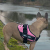 Personalised No Pull Dog Harness - Givemethisnow